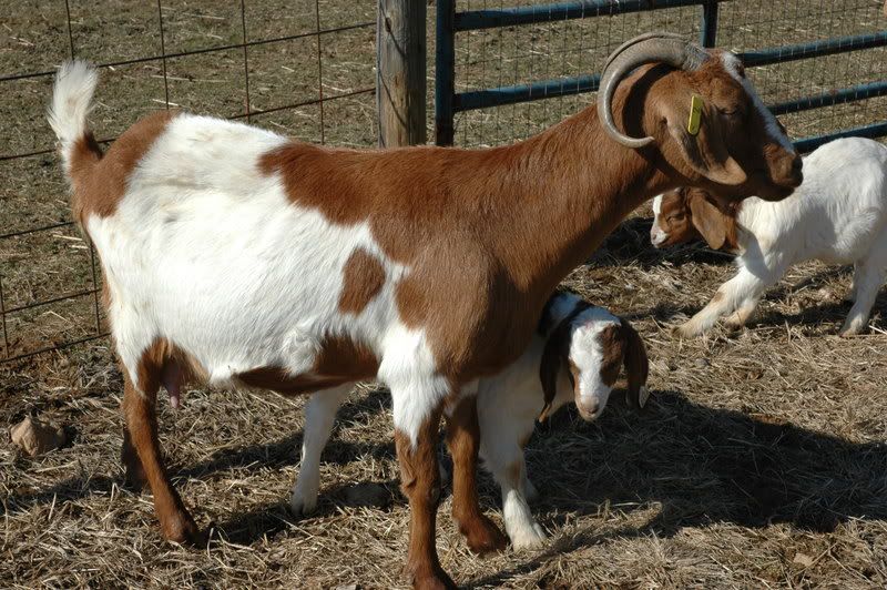 Many Goats!! - Goats