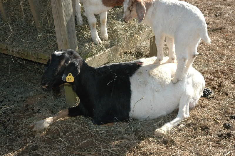 Many Goats!! - Goats