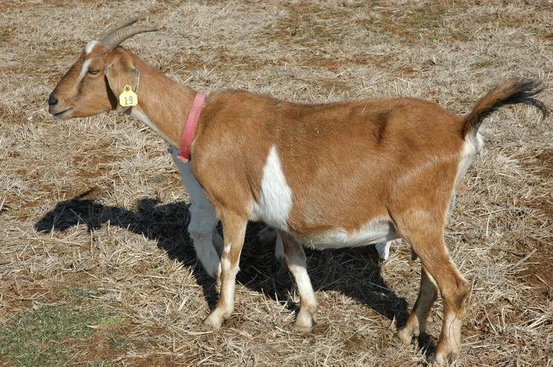 Many Goats!! - Goats