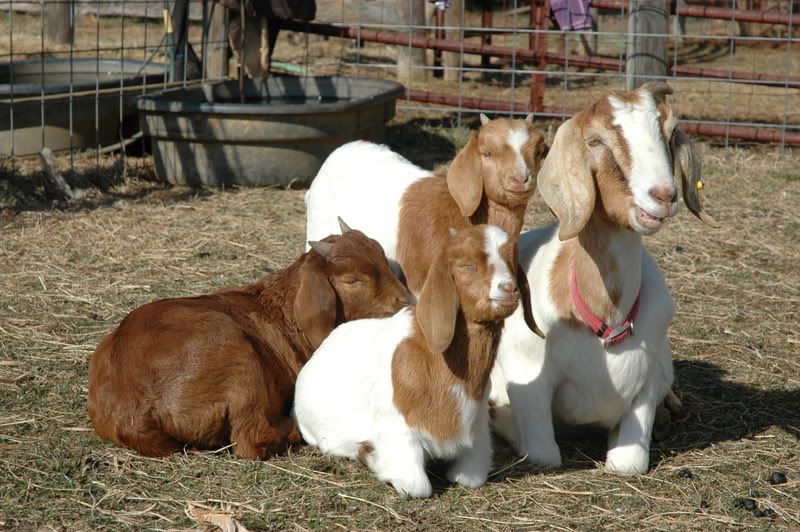 Many Goats!! - Goats