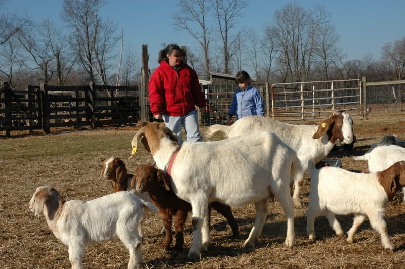 Many Goats!! - Goats