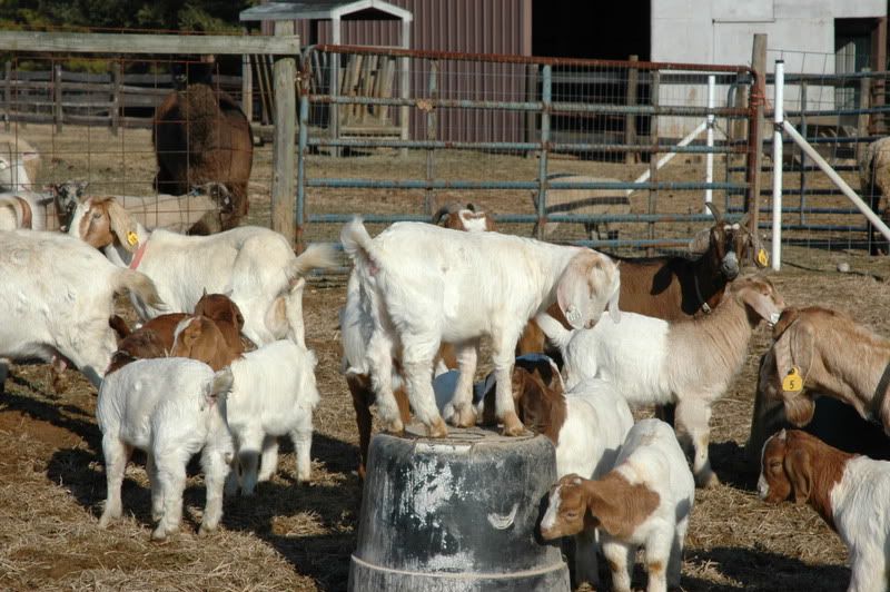 Many Goats!! - Goats