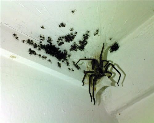 spider hell