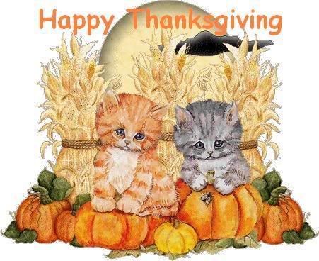 Thanksgiving Kitties Pictures, Images and Photos