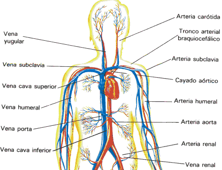 anat_sistemacirculat1.gif