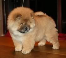 chow-chow-809.jpg