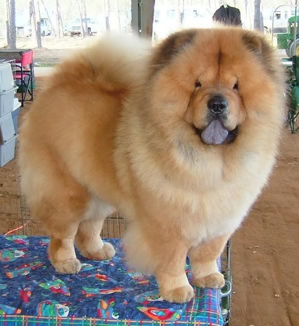 chow-chow-picture-5.jpg