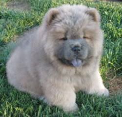 chow_chow_pups-blanco_03a.jpg