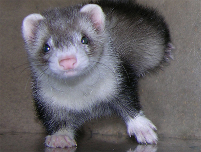 ferret.png