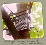 radio in tree
