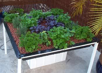 Hydroponic Flood and Drain System