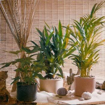 indoor plants can be grown better hydroponically