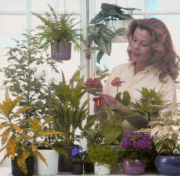 beautiful indoor plants grown with hydroponics