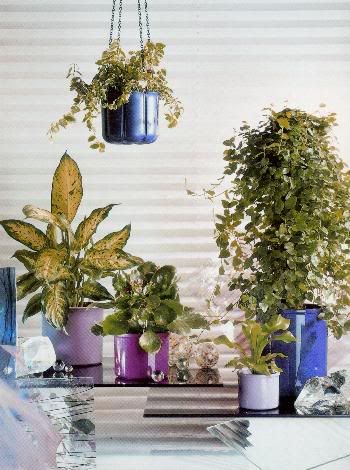 beautiful indoor plants grown with hydroponics