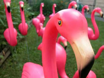 flamingo-picture.jpg