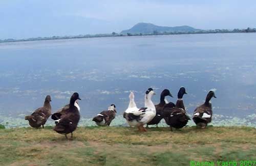ducks looking at beautiful Dal