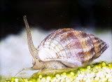 nassarius_snail.jpg