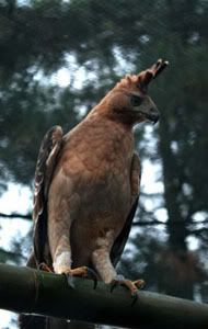 Endemic Flora And Fauna Of The Indonesia Page 6 Skyscrapercity