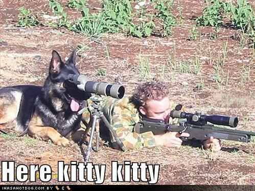 funny-dog-pictures-dog-hunts-the-ca.jpg