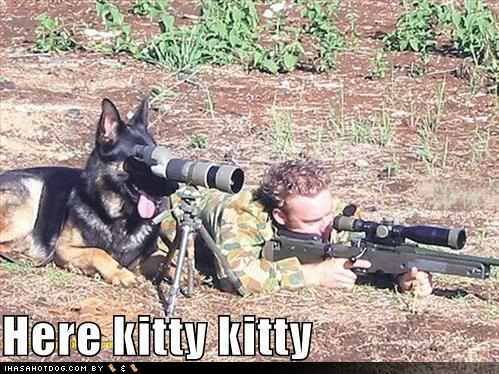 funny dog pictures. Funny-dog-pictures-dog-hunts-