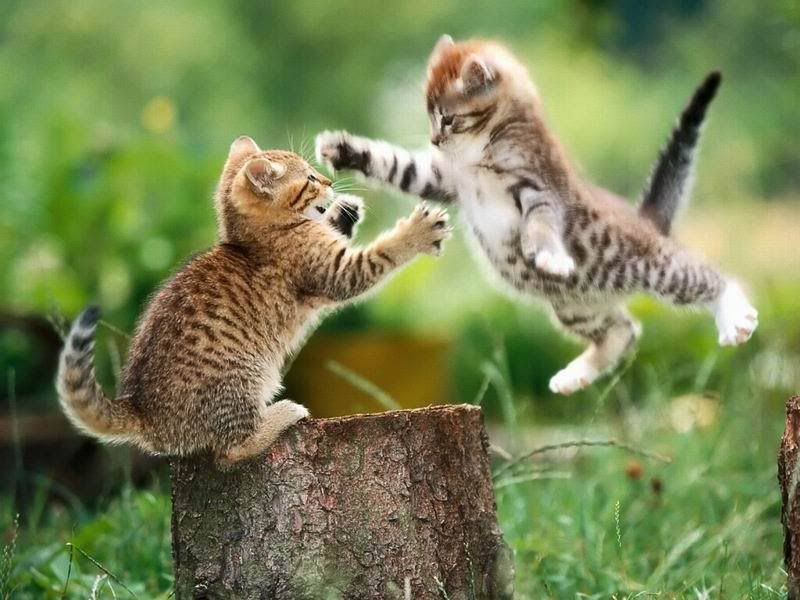 cat_fight.jpg