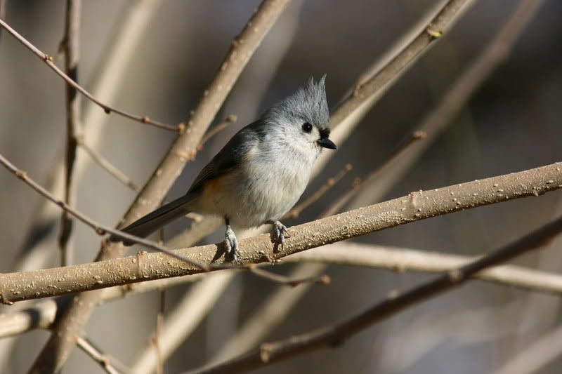 IMAGE: http://i46.photobucket.com/albums/f109/soonerjh/Picture025.jpg