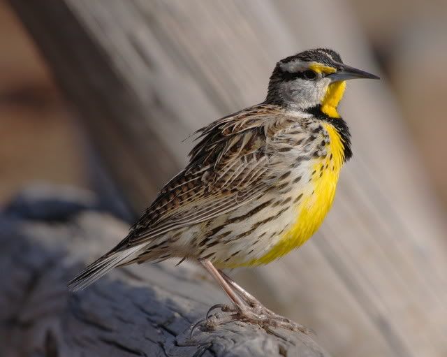 IMAGE: http://i46.photobucket.com/albums/f109/soonerjh/Picture074.jpg