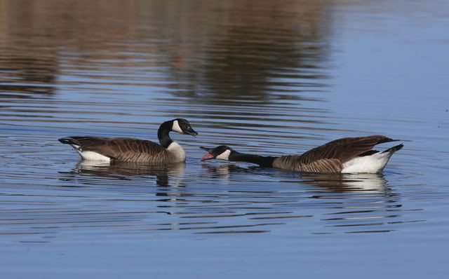 IMAGE: http://i46.photobucket.com/albums/f109/soonerjh/Picture118.jpg