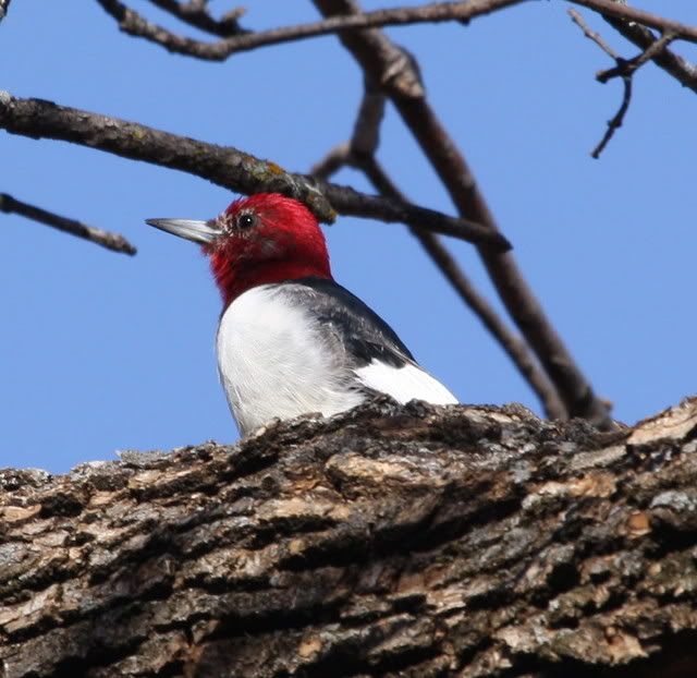 IMAGE: http://i46.photobucket.com/albums/f109/soonerjh/Picture145.jpg