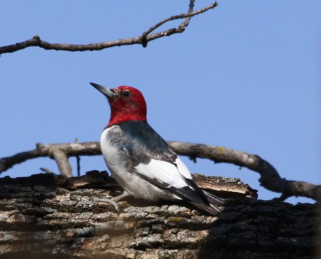 IMAGE: http://i46.photobucket.com/albums/f109/soonerjh/Picture155.jpg