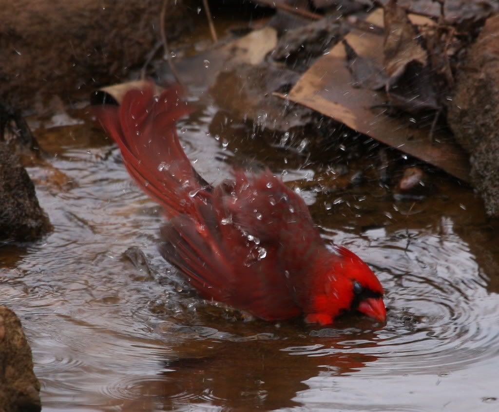 IMAGE: http://i46.photobucket.com/albums/f109/soonerjh/Picture223.jpg