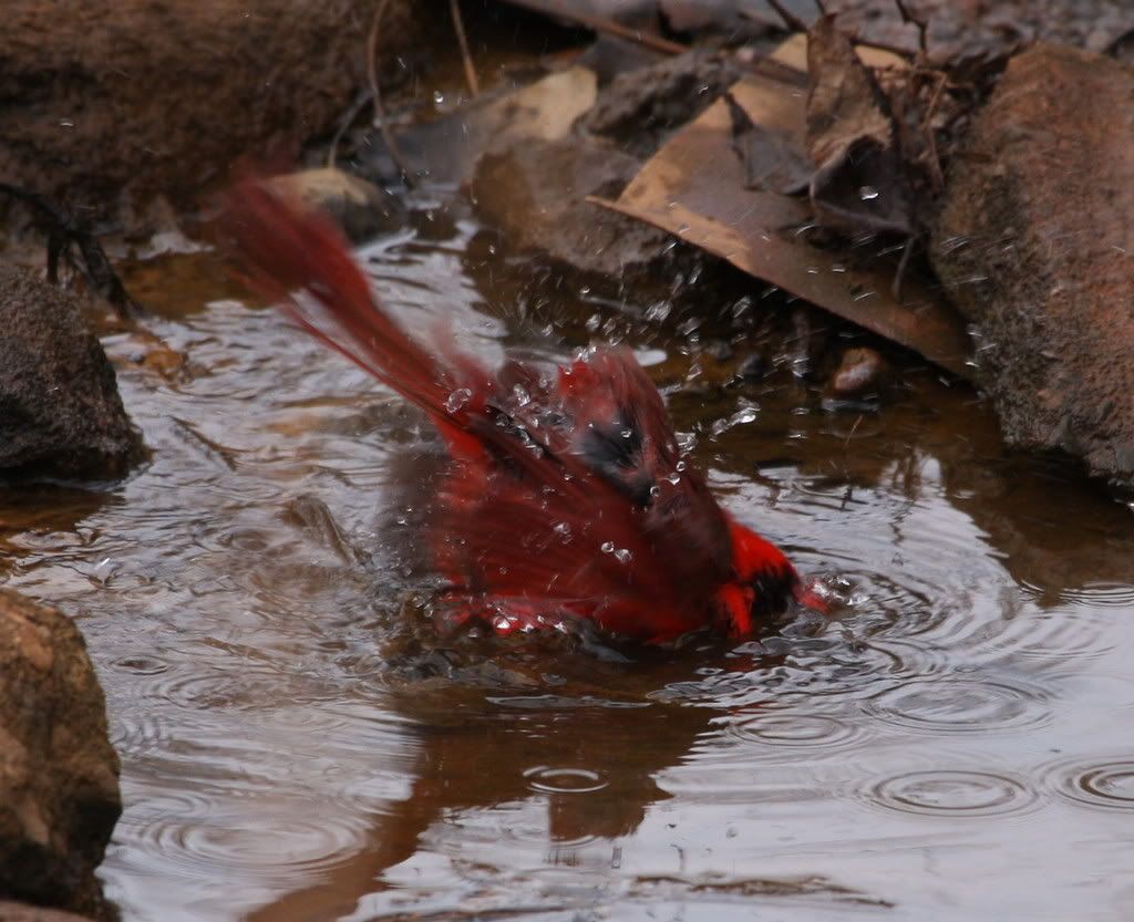 IMAGE: http://i46.photobucket.com/albums/f109/soonerjh/Picture229.jpg