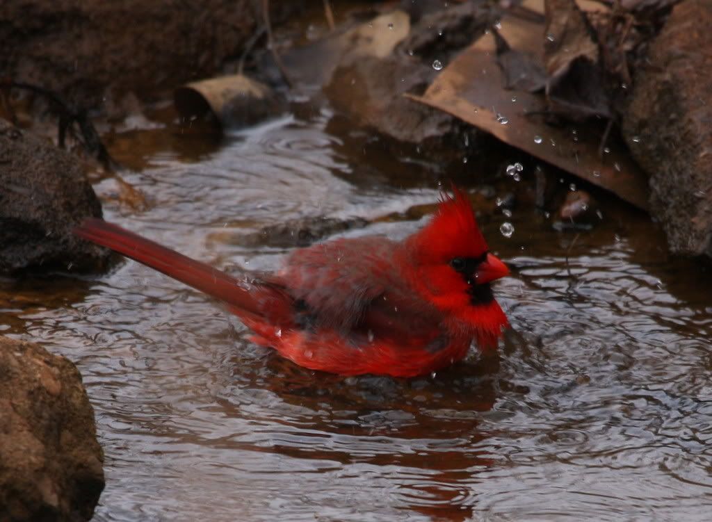 IMAGE: http://i46.photobucket.com/albums/f109/soonerjh/Picture231.jpg