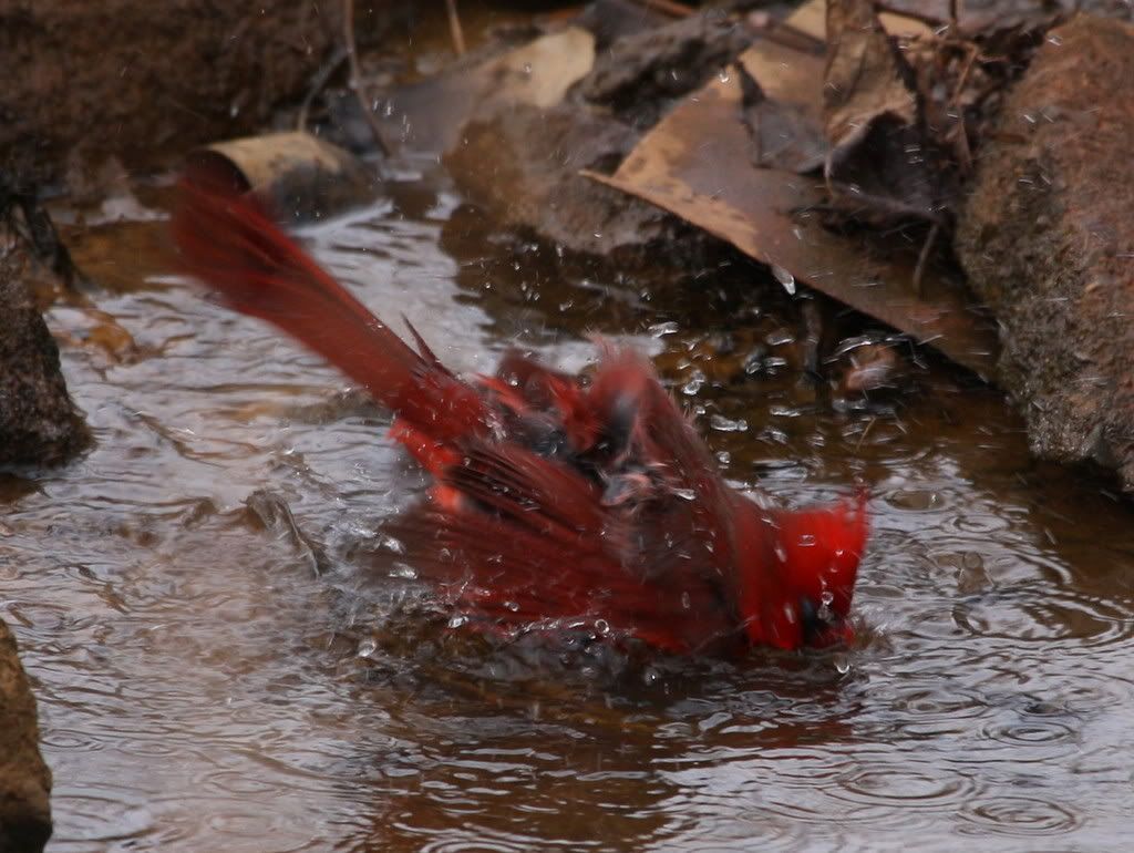 IMAGE: http://i46.photobucket.com/albums/f109/soonerjh/Picture234.jpg