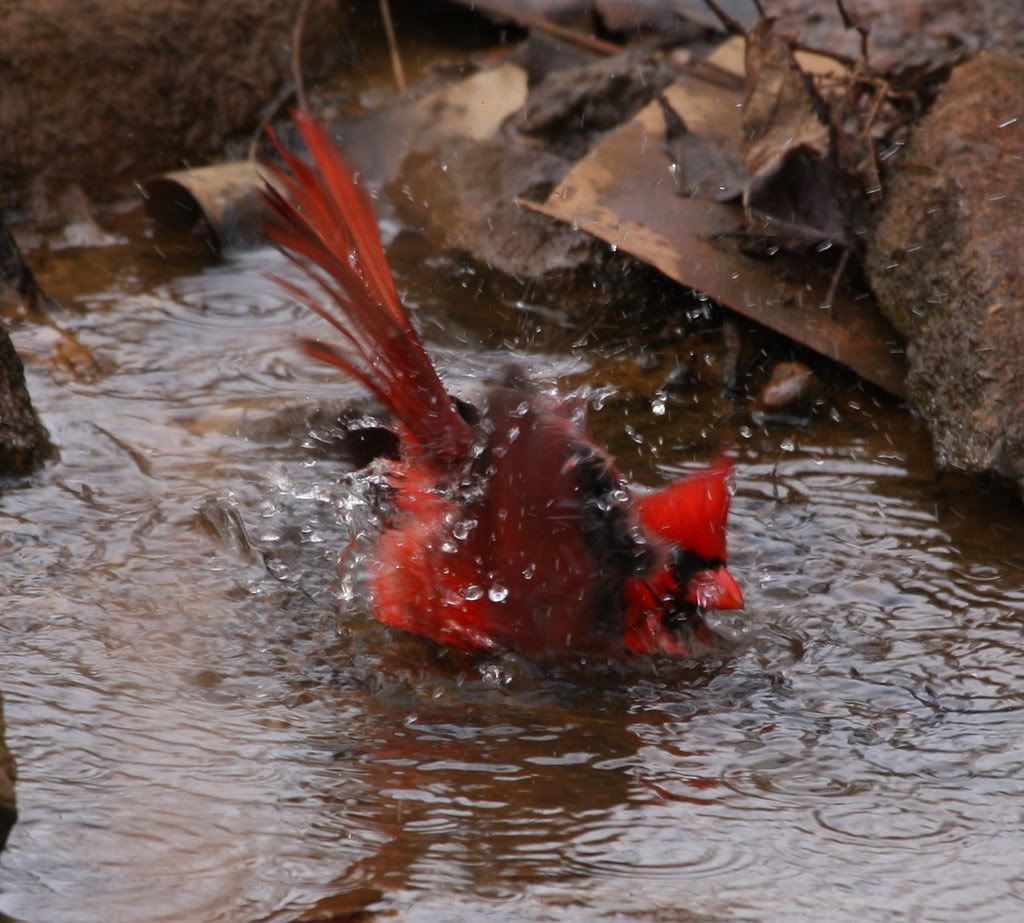 IMAGE: http://i46.photobucket.com/albums/f109/soonerjh/Picture235.jpg