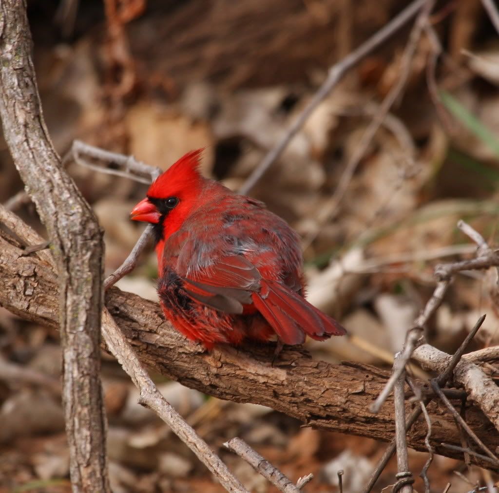 IMAGE: http://i46.photobucket.com/albums/f109/soonerjh/Picture238.jpg