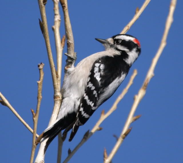 IMAGE: http://i46.photobucket.com/albums/f109/soonerjh/Picture243.jpg