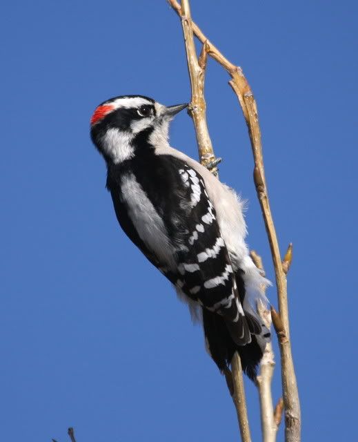 IMAGE: http://i46.photobucket.com/albums/f109/soonerjh/Picture249.jpg