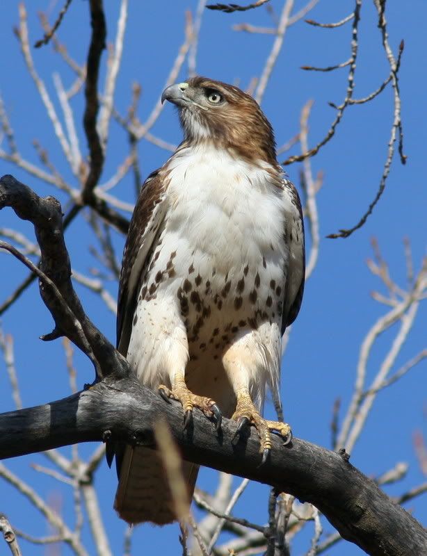 IMAGE: http://i46.photobucket.com/albums/f109/soonerjh/Picture421.jpg