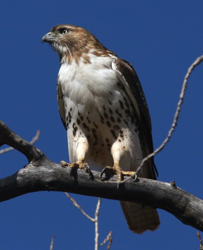 IMAGE: http://i46.photobucket.com/albums/f109/soonerjh/Picture493.jpg