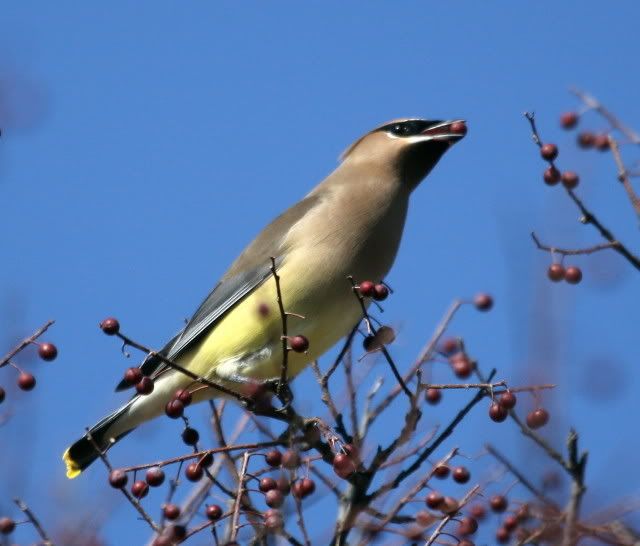 IMAGE: http://i46.photobucket.com/albums/f109/soonerjh/cw.jpg