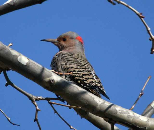 IMAGE: http://i46.photobucket.com/albums/f109/soonerjh/flkcr.jpg