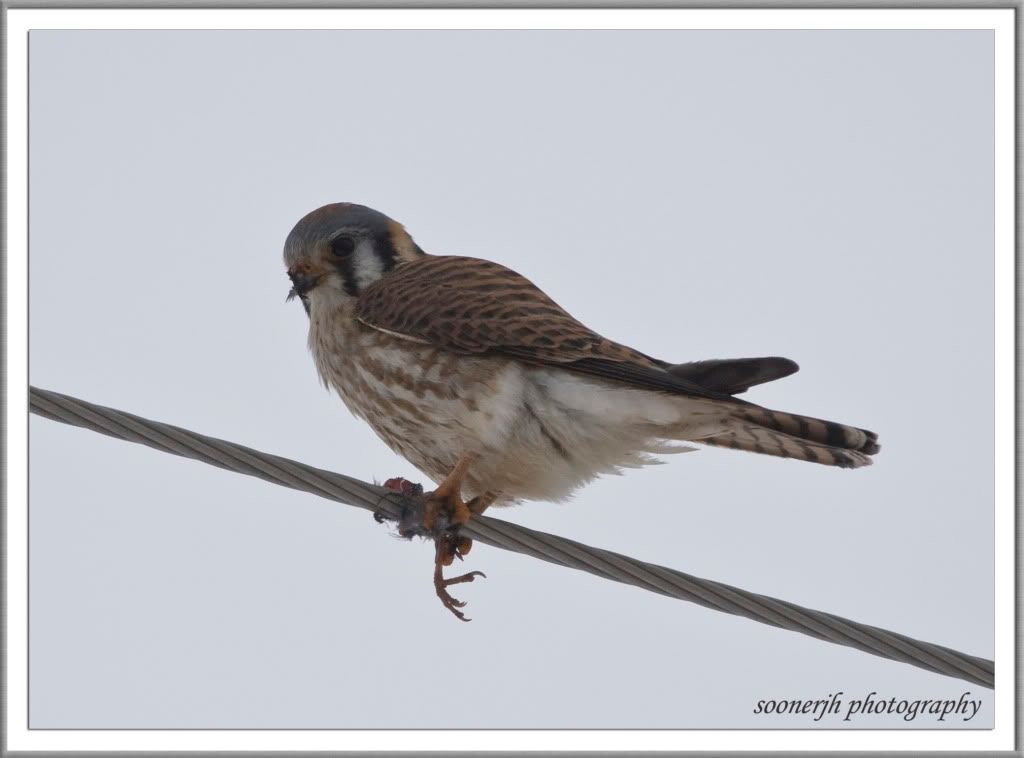 IMAGE: http://i46.photobucket.com/albums/f109/soonerjh/kestrallunch.jpg