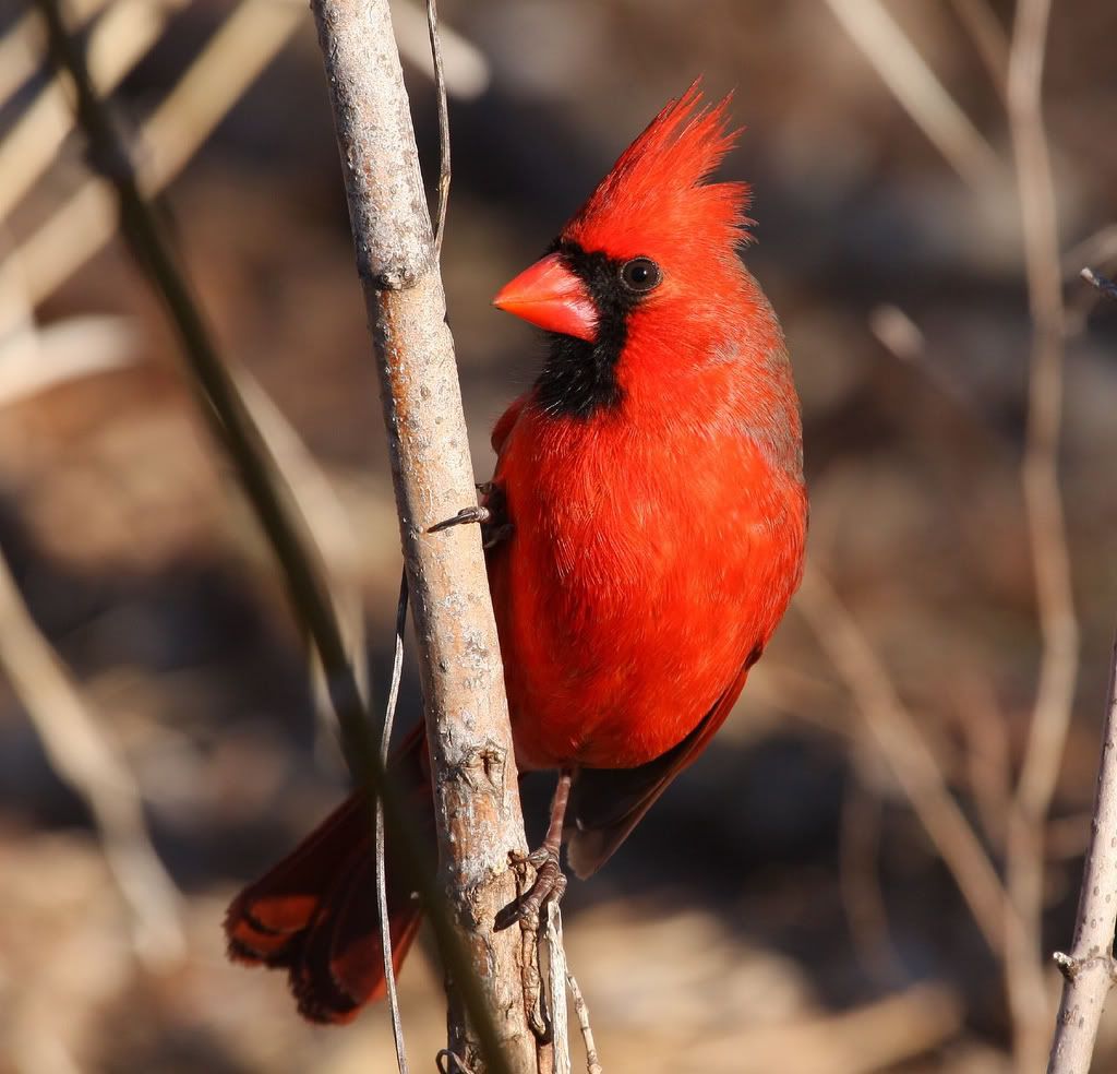 IMAGE: http://i46.photobucket.com/albums/f109/soonerjh/largesize.jpg