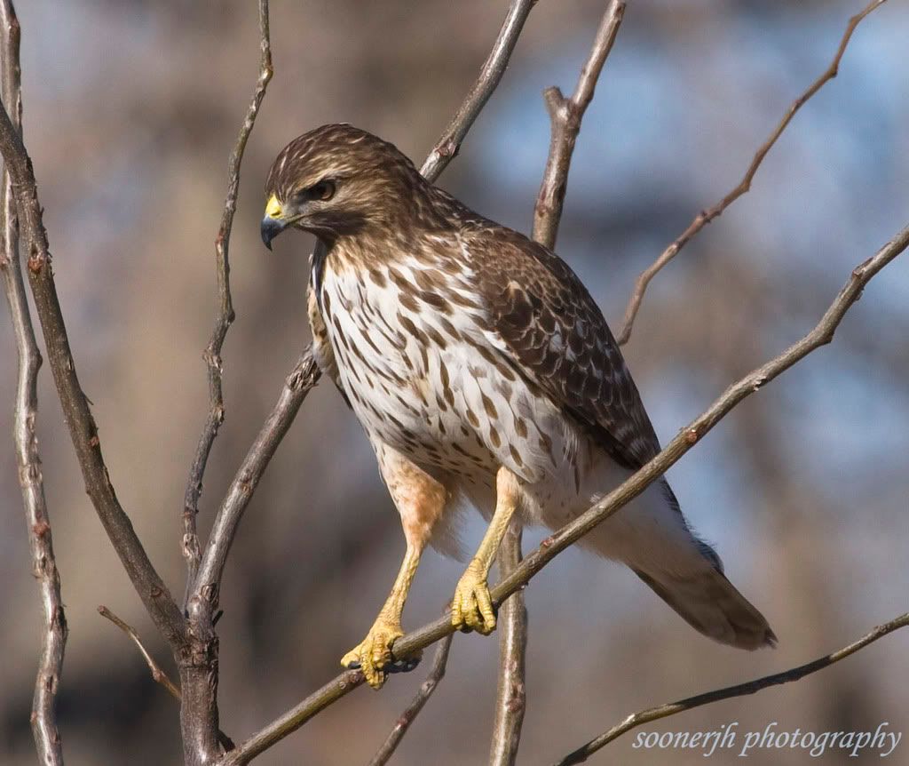 IMAGE: http://i46.photobucket.com/albums/f109/soonerjh/rth3.jpg