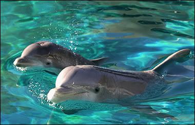 Dolphins Pictures, Images and Photos