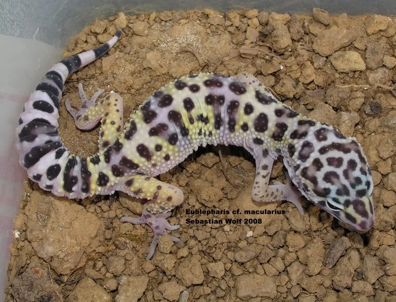 wild gecko wild gecko