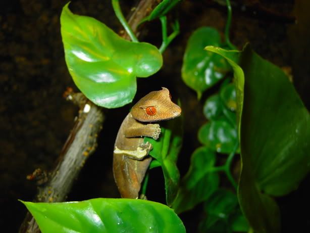 Uroplatusphantasticus102.jpg