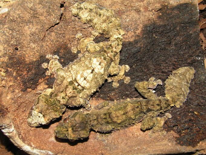 Uroplatuspietschmanni89.jpg