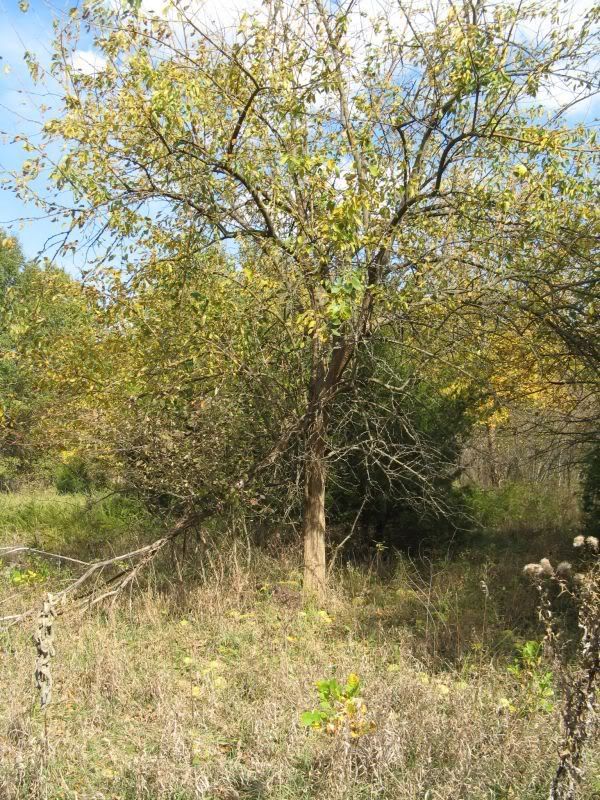 Osage Tree